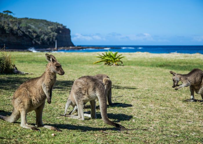 Pebbly Beach, Murramarang National Park